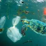 How Plastic Pollution Impacts Marine Life